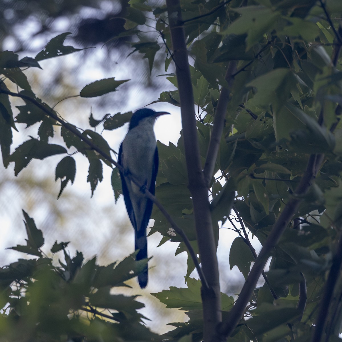 Yellow-billed Cuckoo - ML659877442