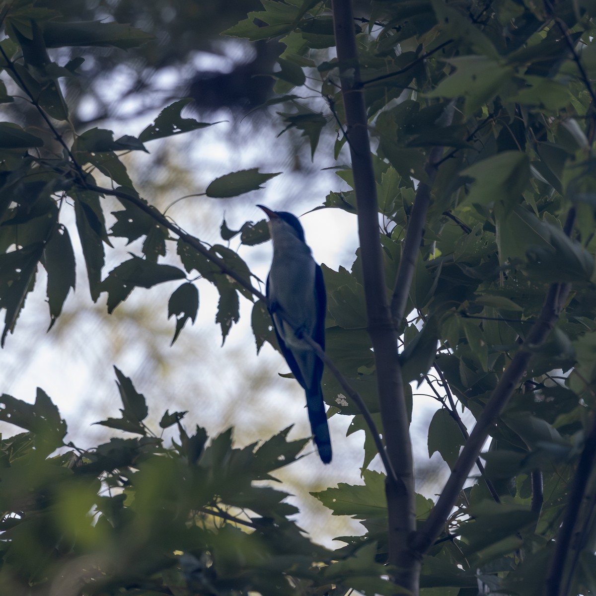 Yellow-billed Cuckoo - ML659877443
