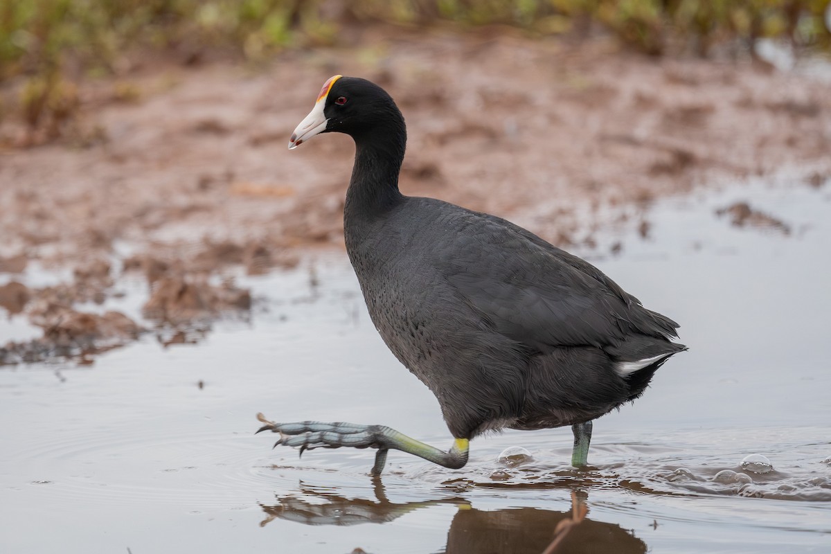 Hawaiian Coot - ML659878133