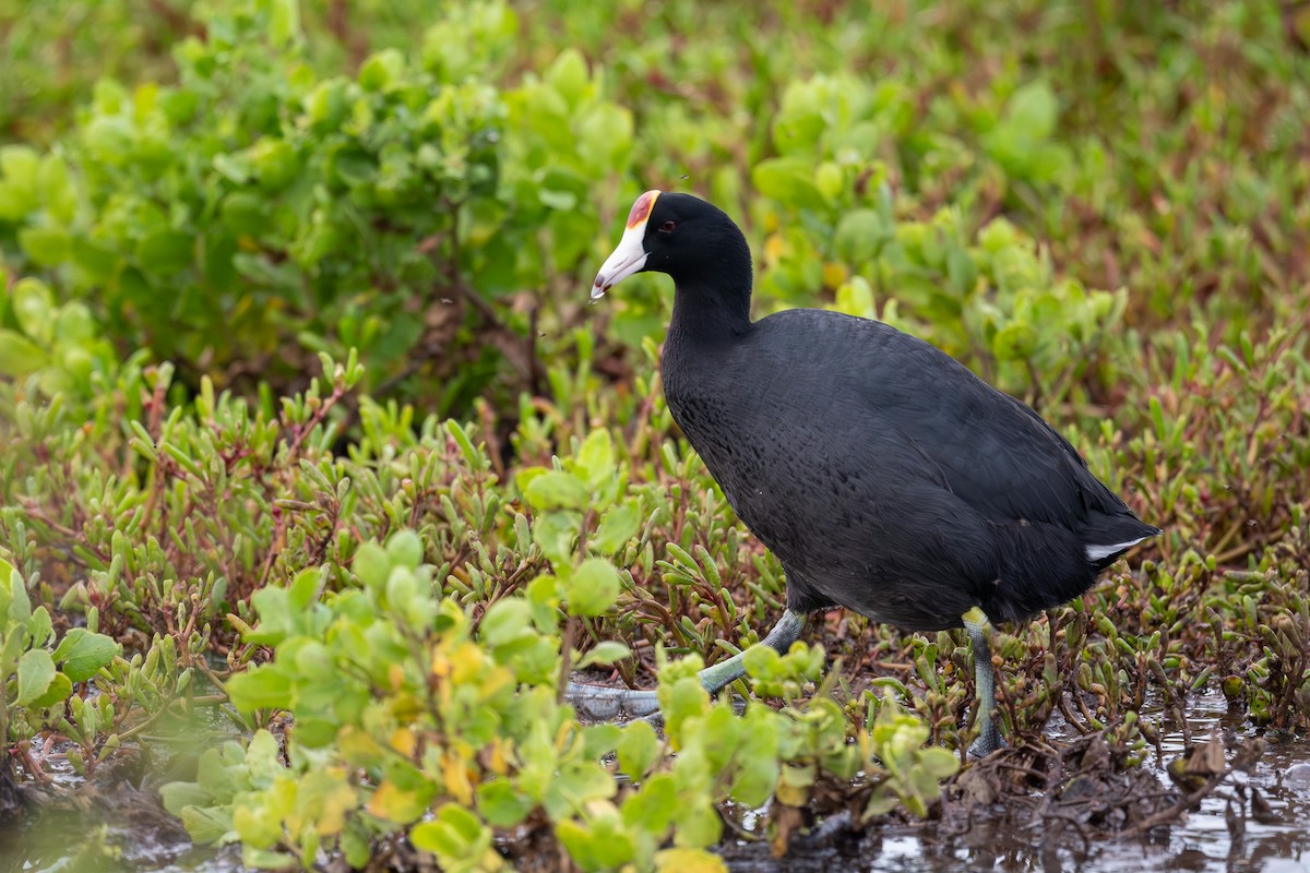 Hawaiian Coot - ML659878135