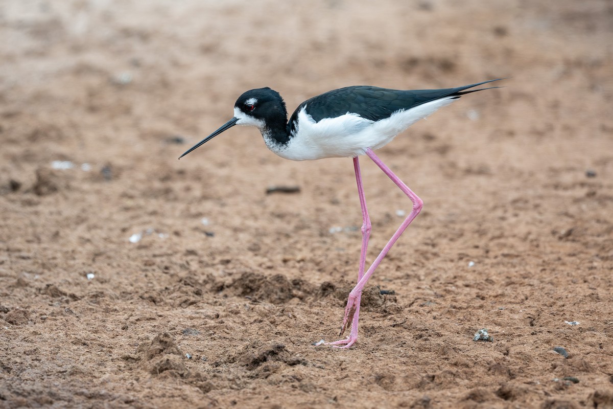 Black-necked Stilt - ML659878266