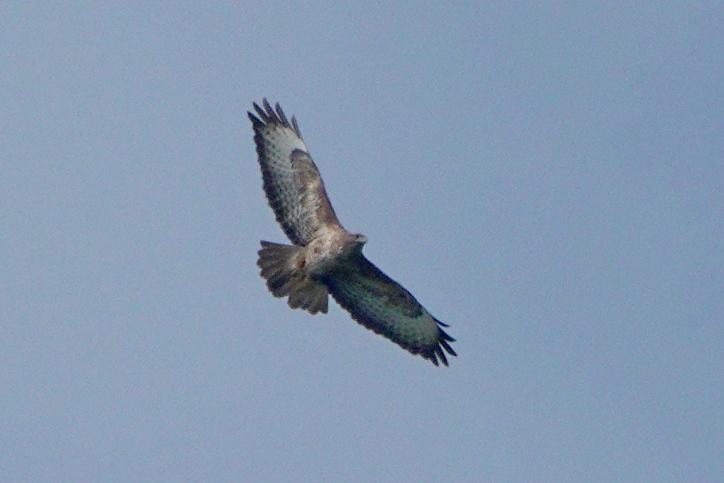 Common Buzzard - ML659878724