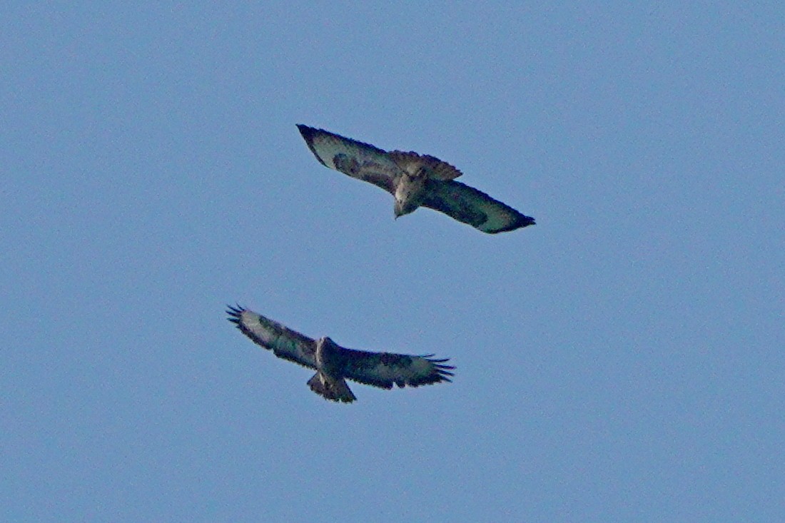 Common Buzzard - ML659878725