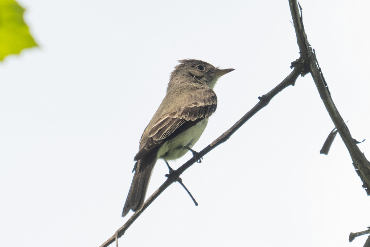 Eastern Wood-Pewee - ML659879053