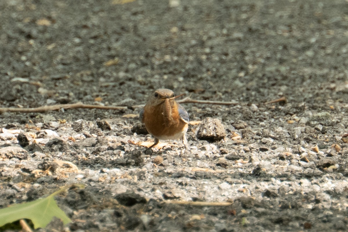 Eastern Bluebird - ML659879080