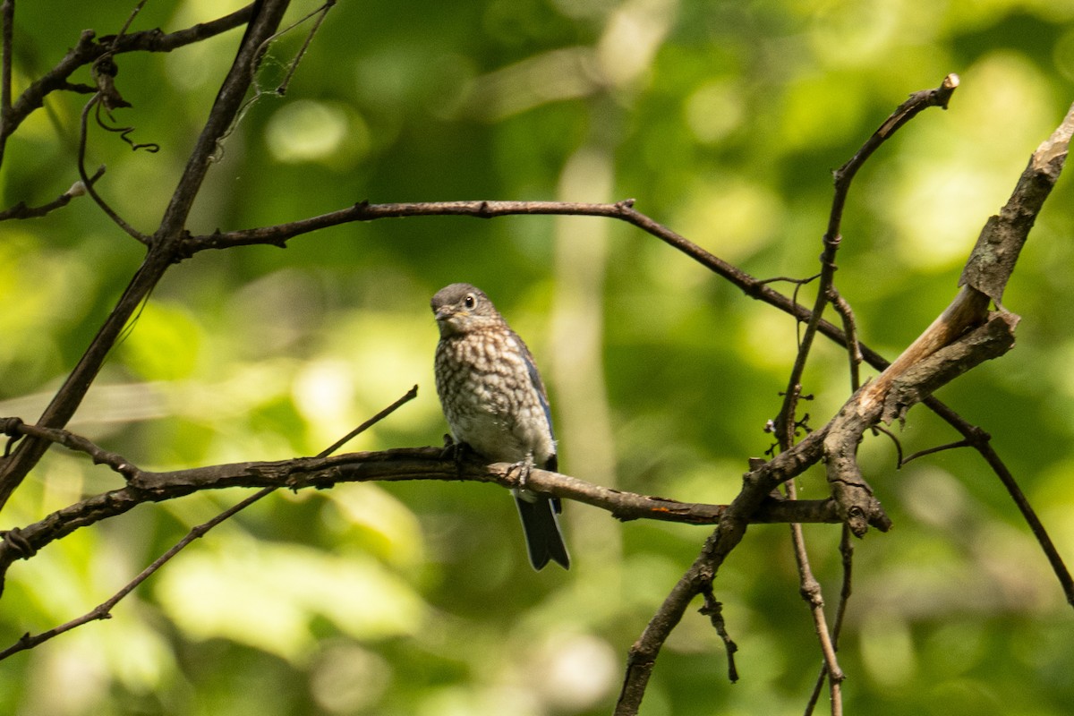 Eastern Bluebird - ML659879081