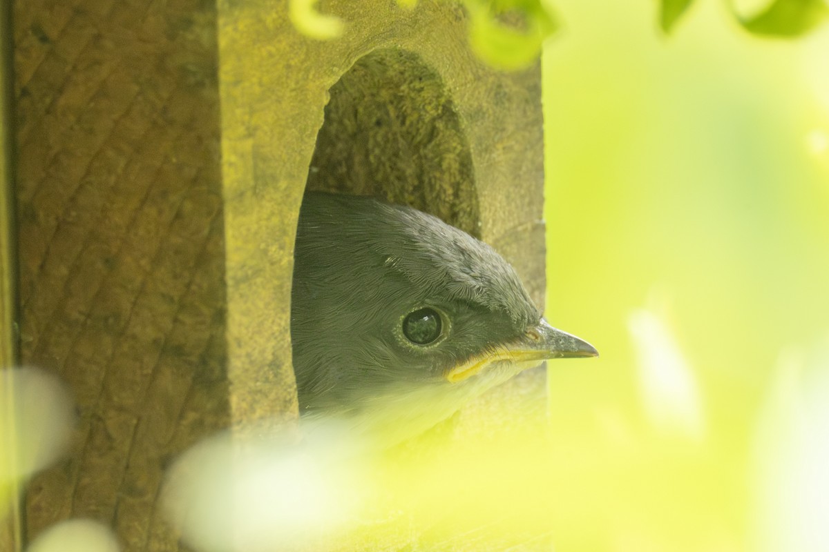 Tree Swallow - ML659879152
