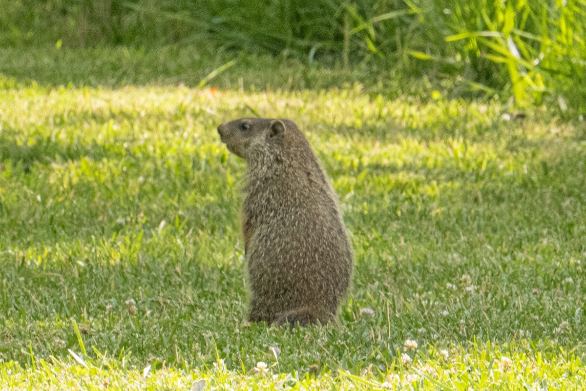 Animals - ML659879231