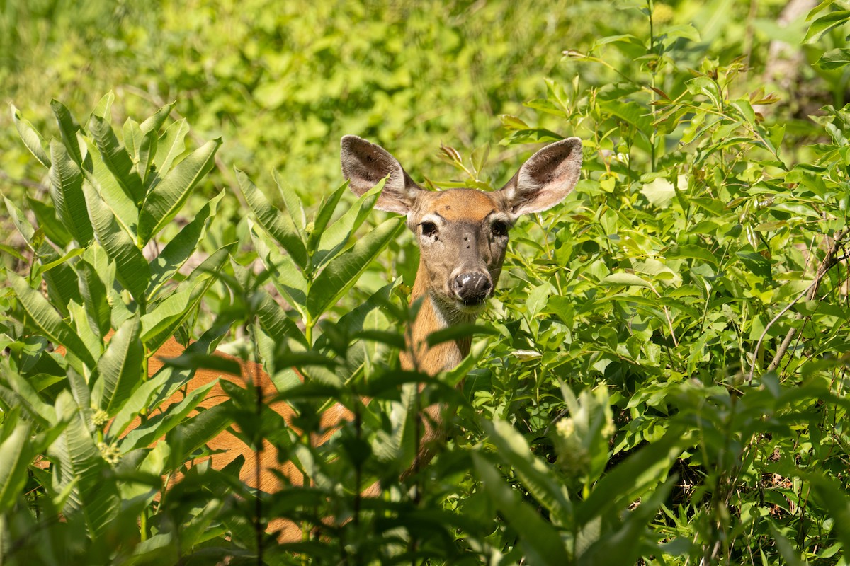 Animals - ML659879232