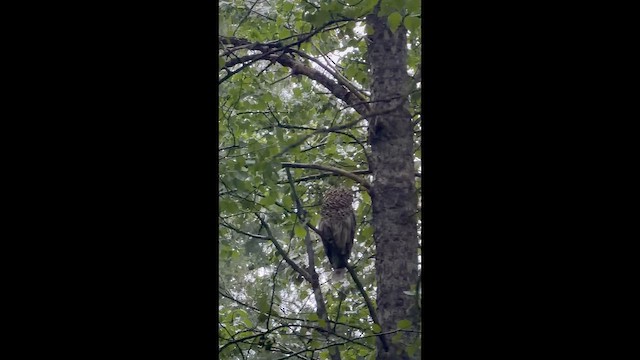 Barred Owl - ML659879379