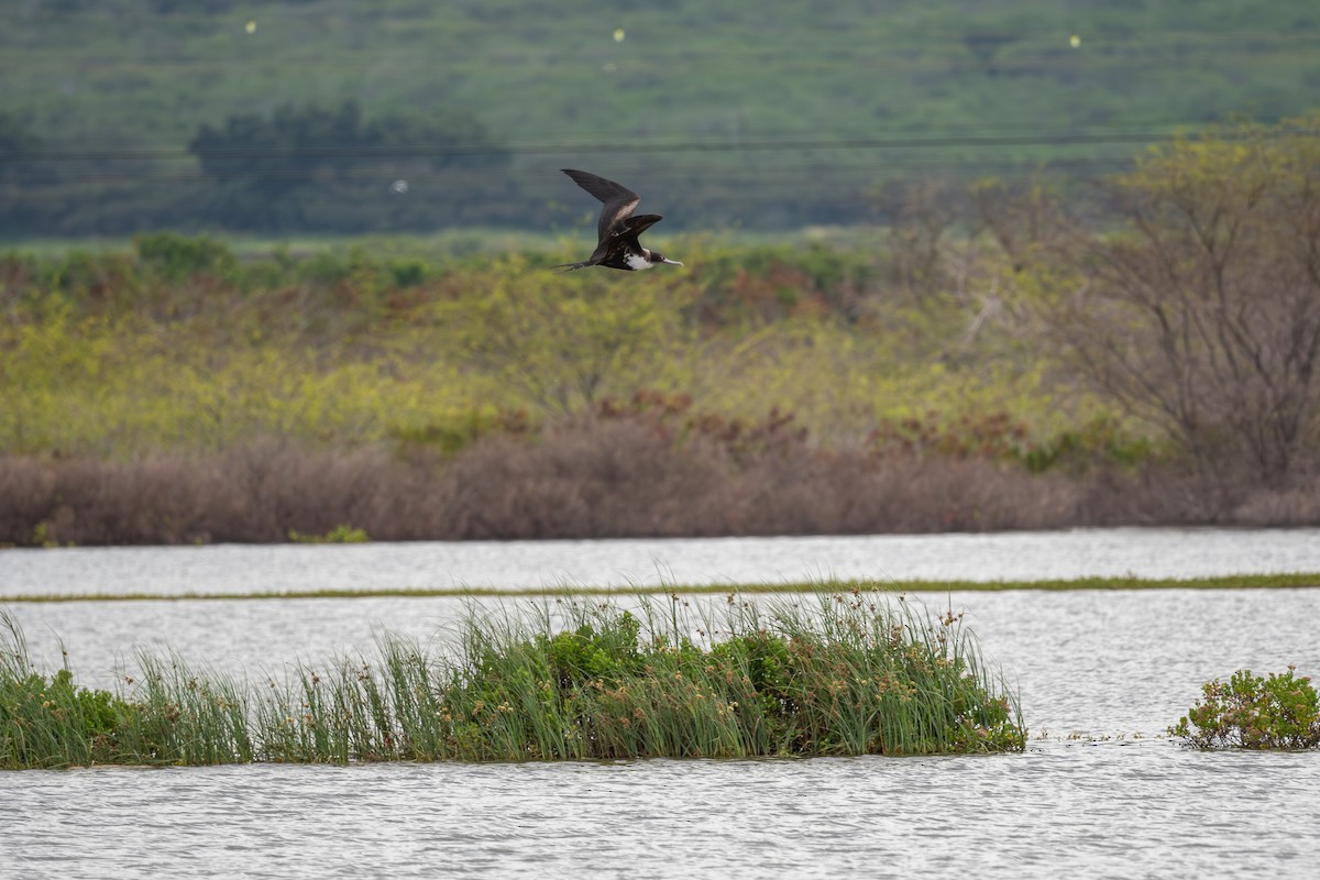 Great Frigatebird - ML659879457