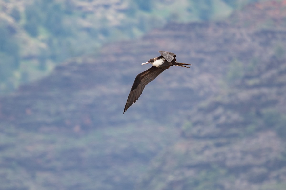 Great Frigatebird - ML659879458