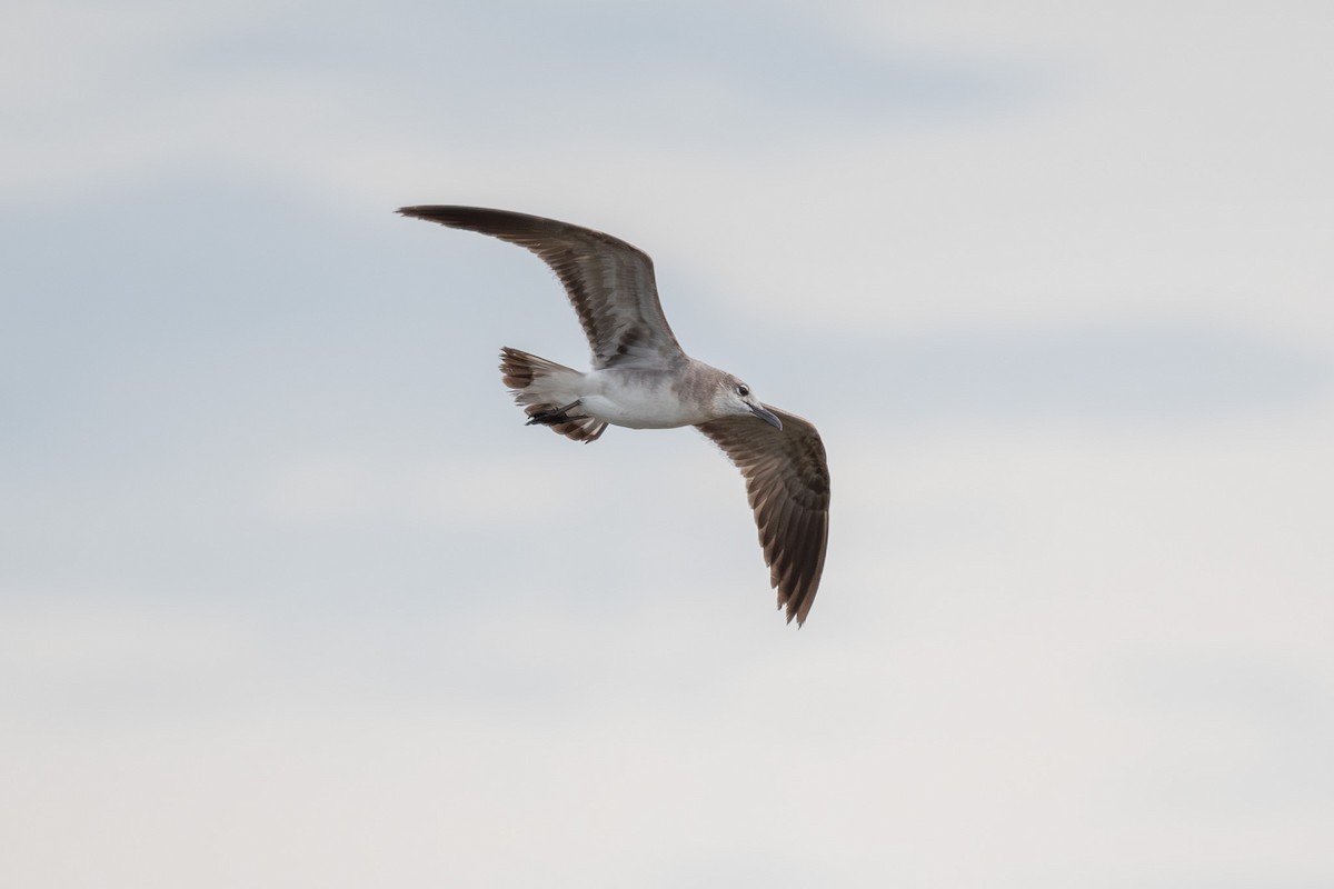Laughing Gull - ML659879483