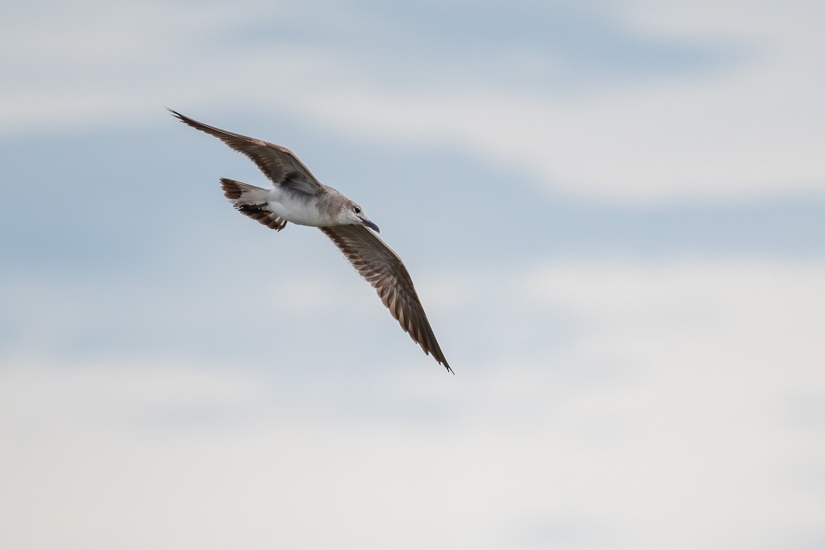 Laughing Gull - ML659879484