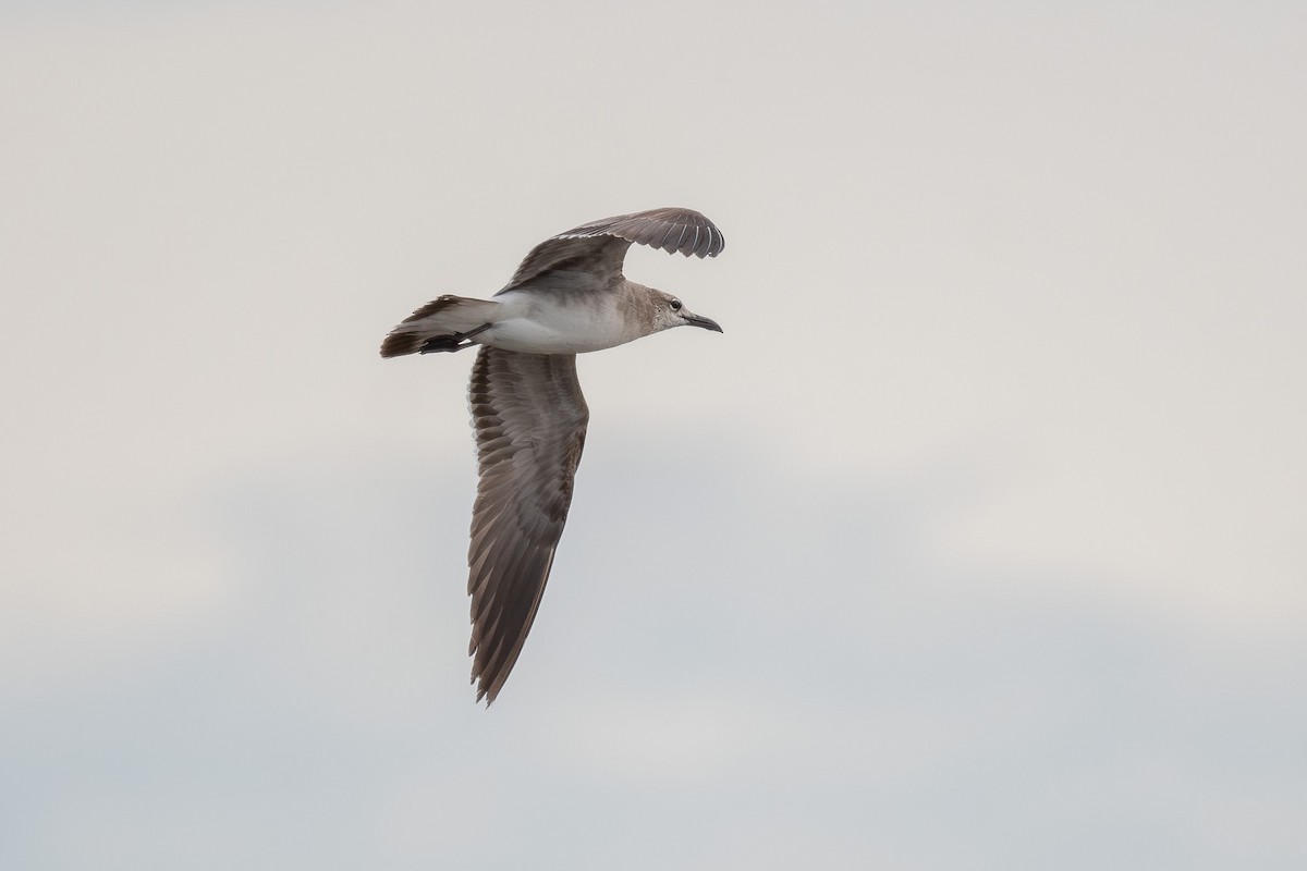 Laughing Gull - ML659879485