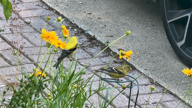 American Goldfinch - ML659880084