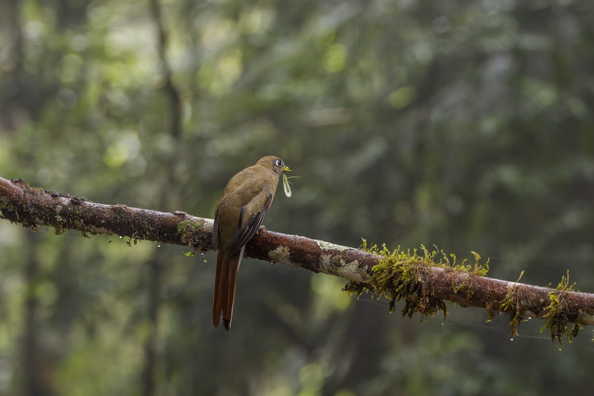 Jungferntrogon - ML659880123
