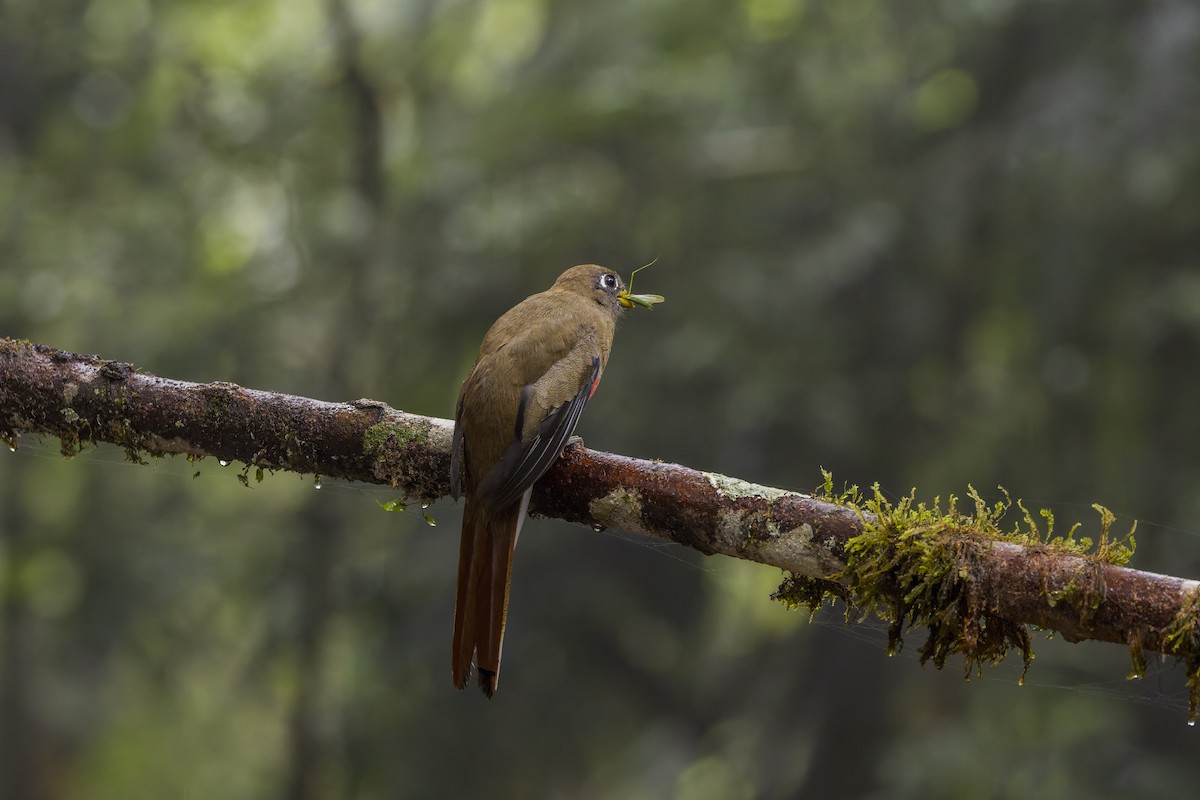 Jungferntrogon - ML659880124