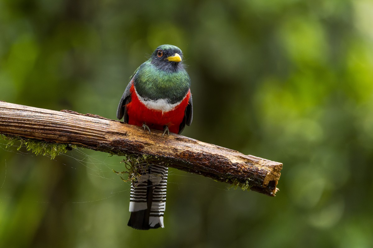 Jungferntrogon - ML659880125