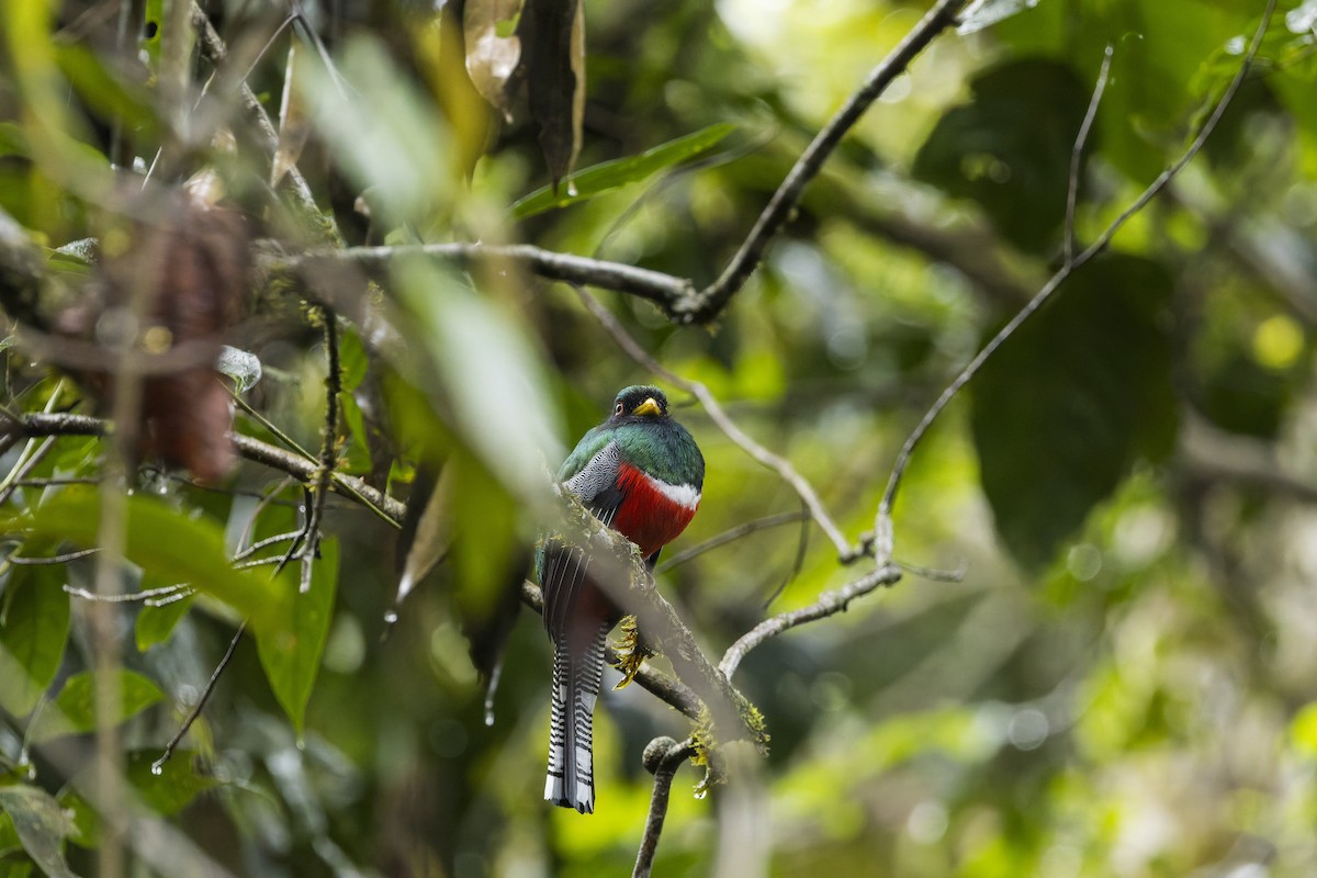 Jungferntrogon - ML659880127