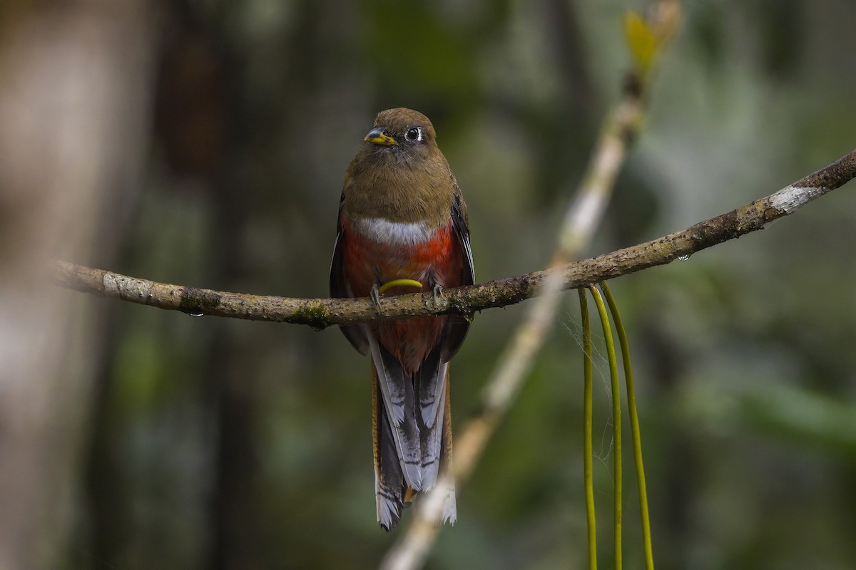 Jungferntrogon - ML659880128