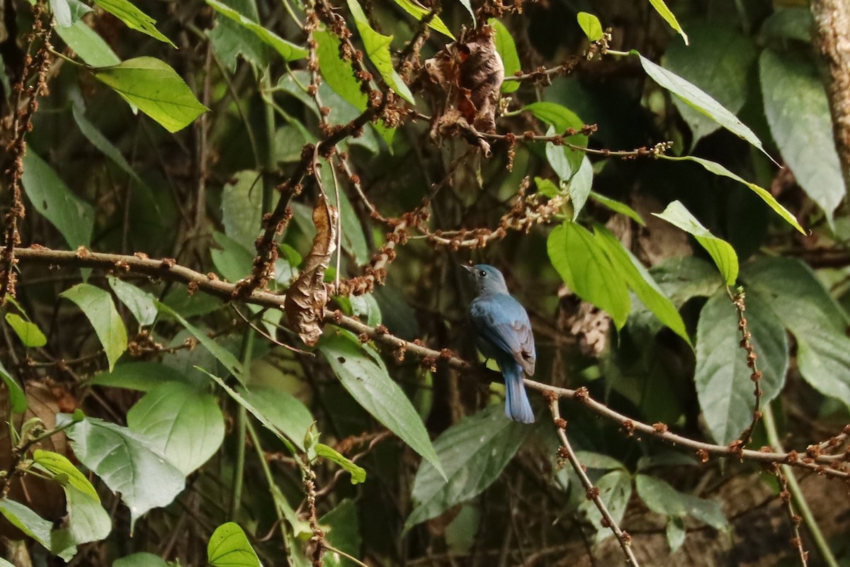 Pale Blue Flycatcher - ML659880157