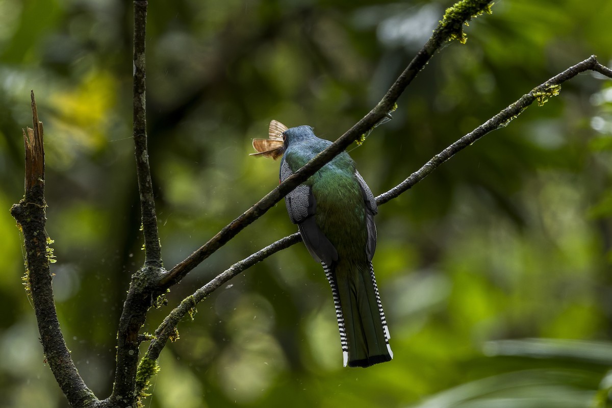 Jungferntrogon - ML659880161