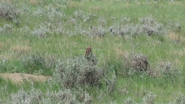 Sage Thrasher - ML659880305