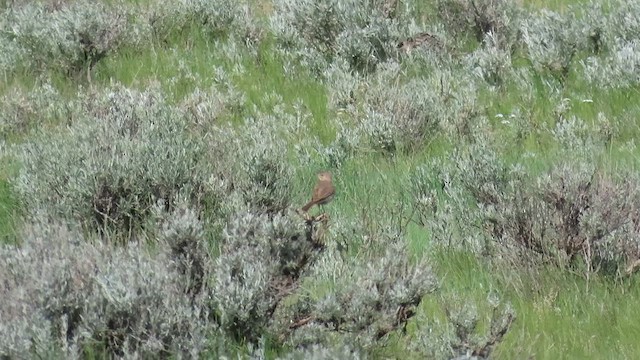 Sage Thrasher - ML659880307