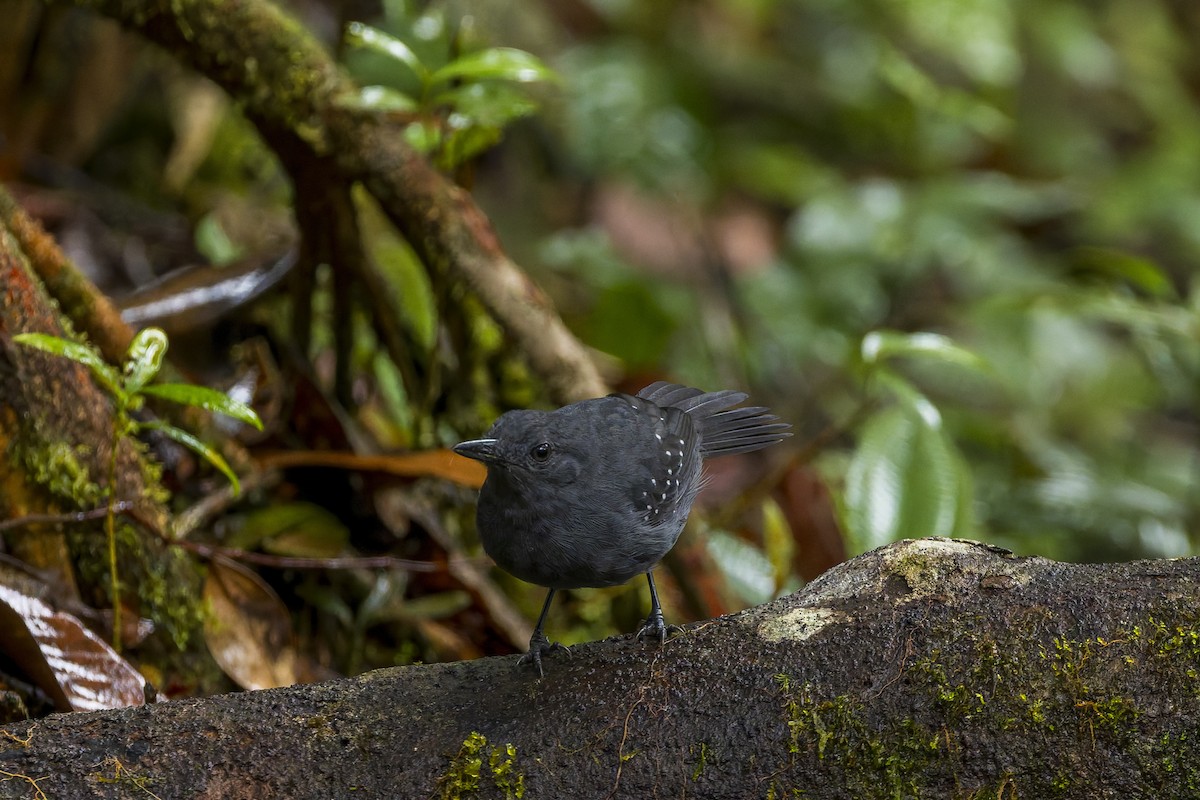 Dreibinden-Ameisenvogel - ML659880317