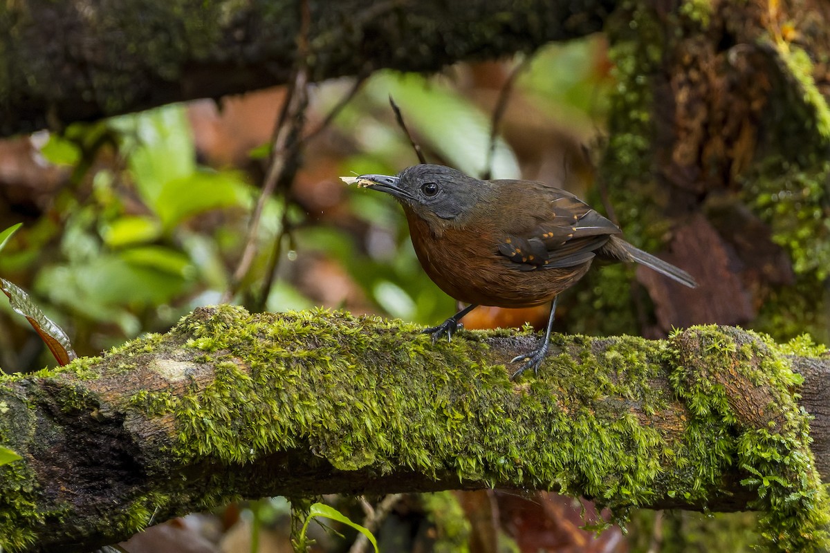 Dreibinden-Ameisenvogel - ML659880318