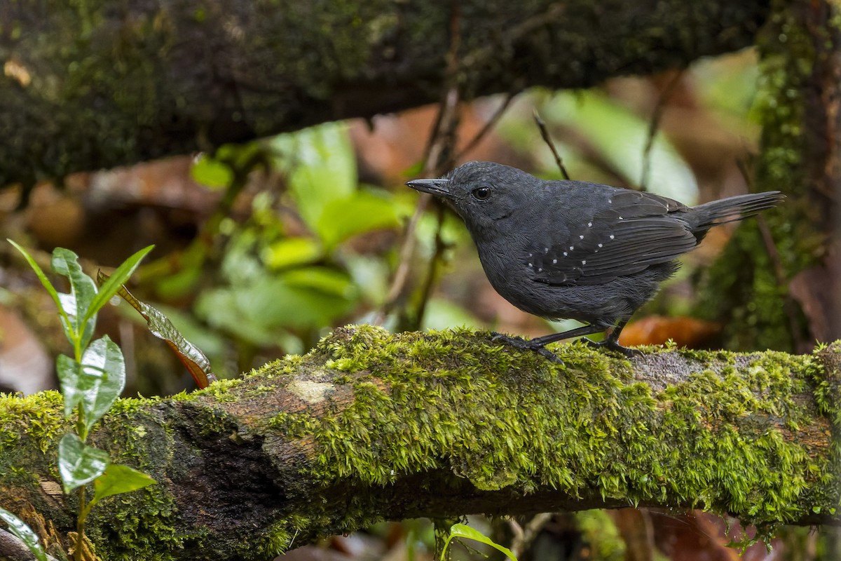 Dreibinden-Ameisenvogel - ML659880319