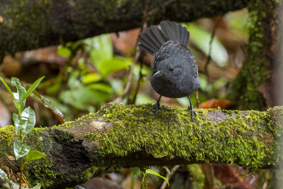 Dreibinden-Ameisenvogel - ML659880320