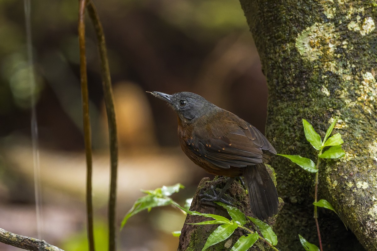 Dreibinden-Ameisenvogel - ML659880321