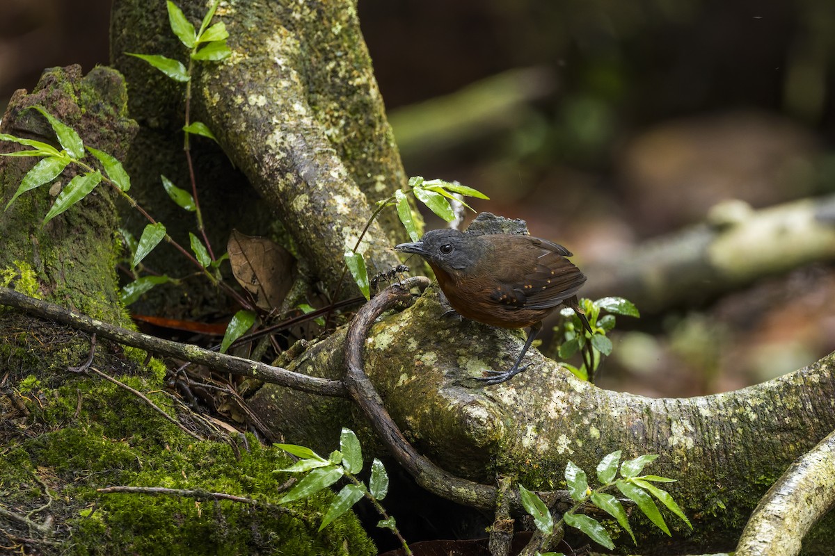 Dreibinden-Ameisenvogel - ML659880324