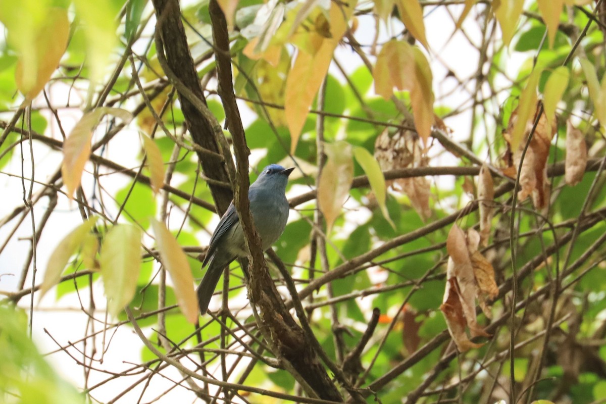 Pale Blue Flycatcher - ML659880331
