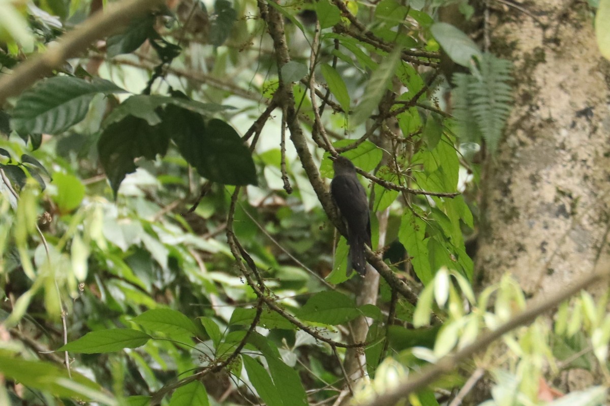 Himalayan Cuckoo - ML659880538
