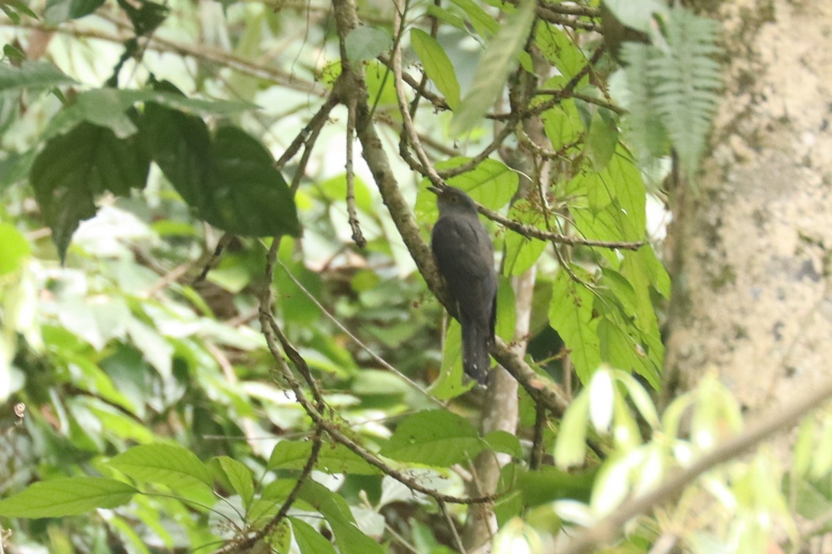 Himalayan Cuckoo - ML659880539