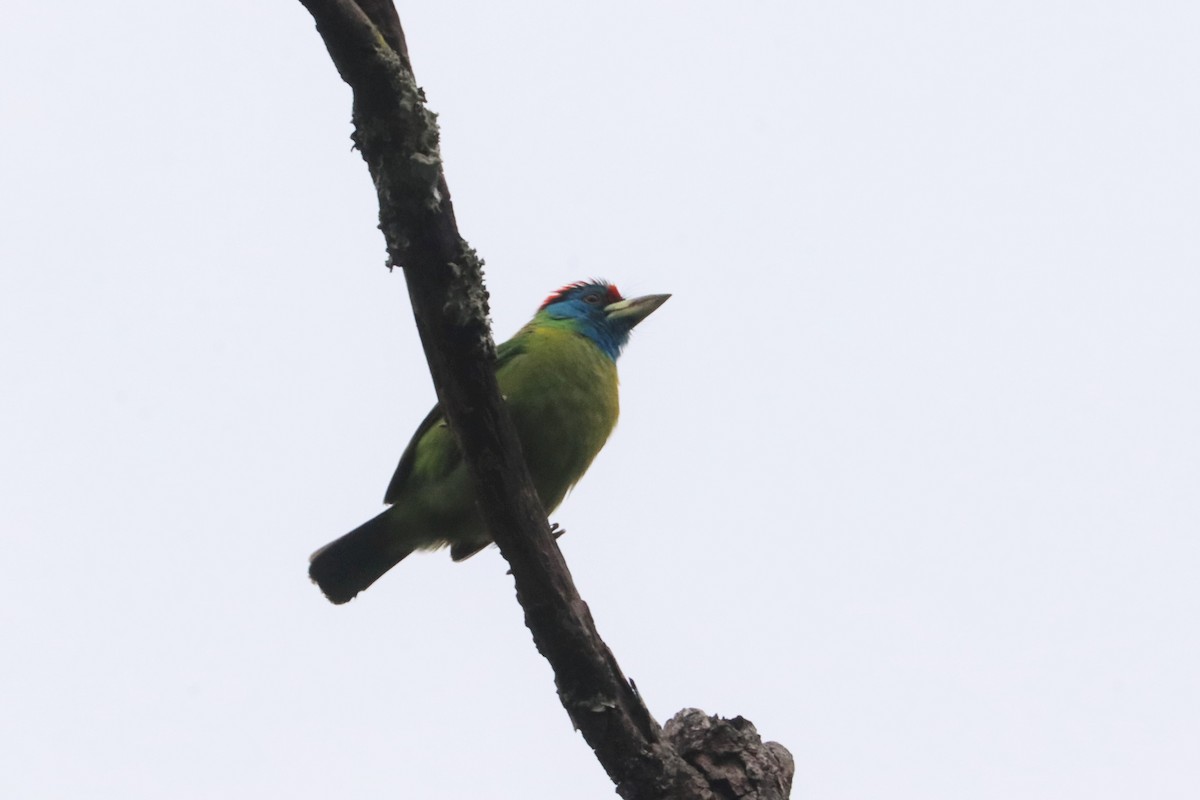Blue-throated Barbet - ML659880743