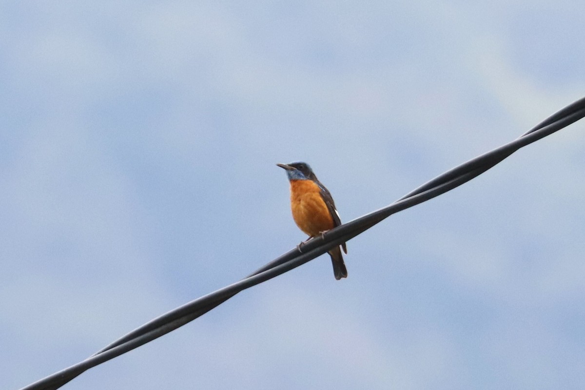 Blue-capped Rock-Thrush - ML659880931