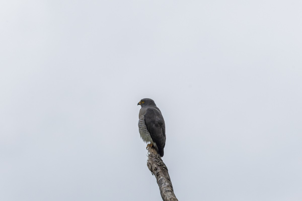 Wegebussard - ML659880935