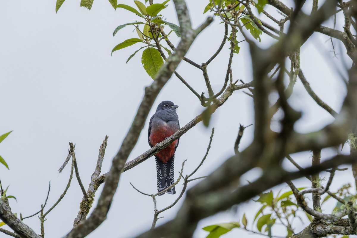 Blauscheiteltrogon - ML659880949