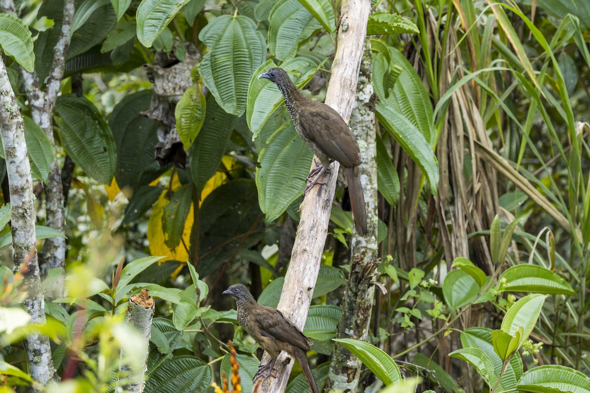 Tüpfelguan - ML659880985