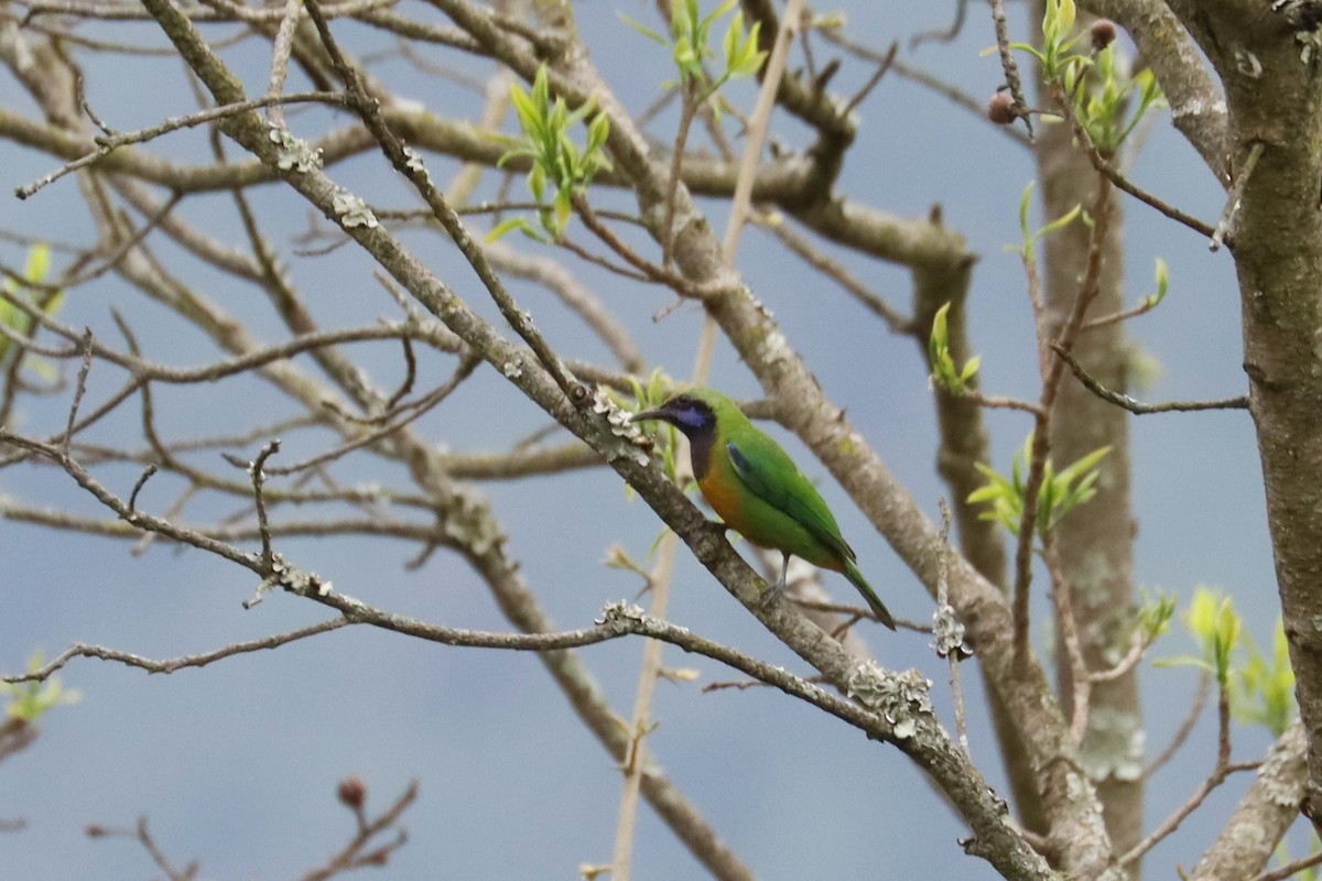 Orange-bellied Leafbird - ML659880990