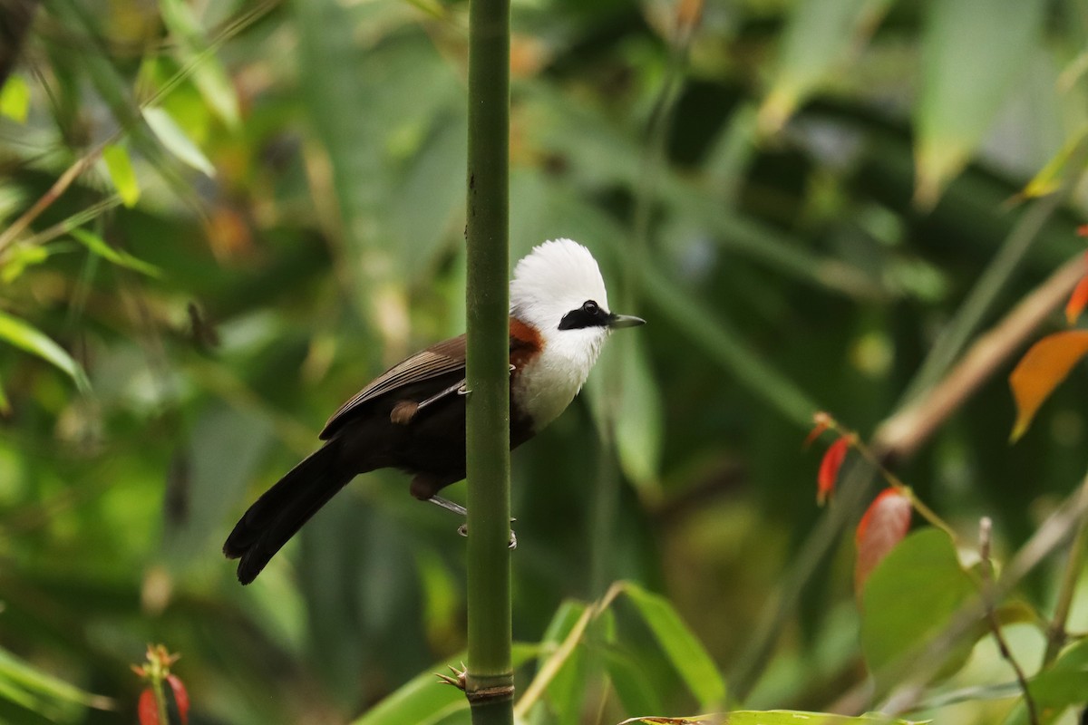 White-crested Laughingthrush - ML659881355