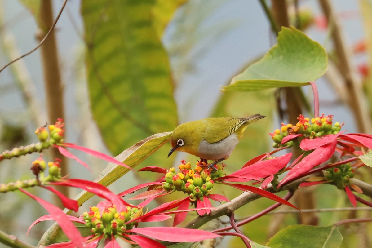 Indian White-eye - ML659881595