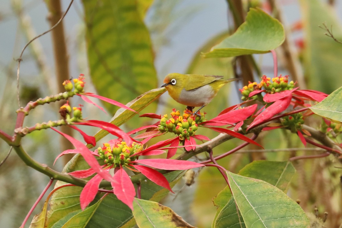 Indian White-eye - ML659881596