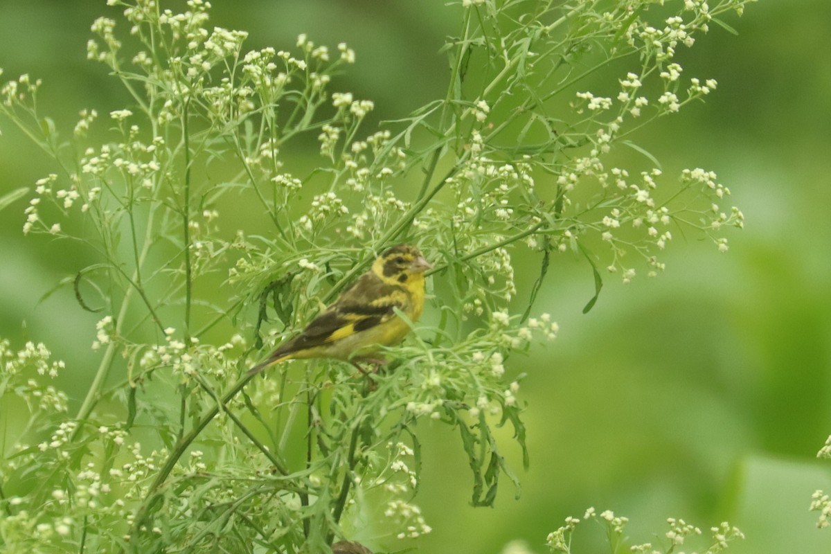 Yellow-breasted Greenfinch - ML659881753