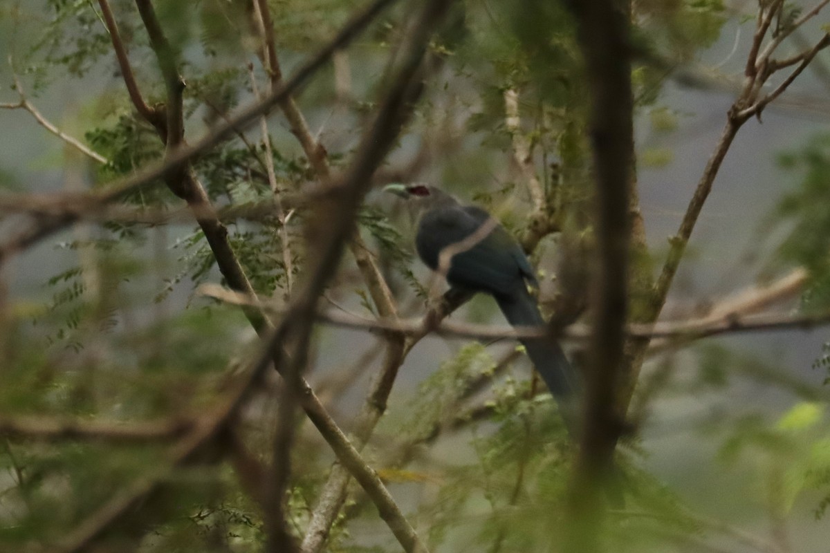 Green-billed Malkoha - ML659881824