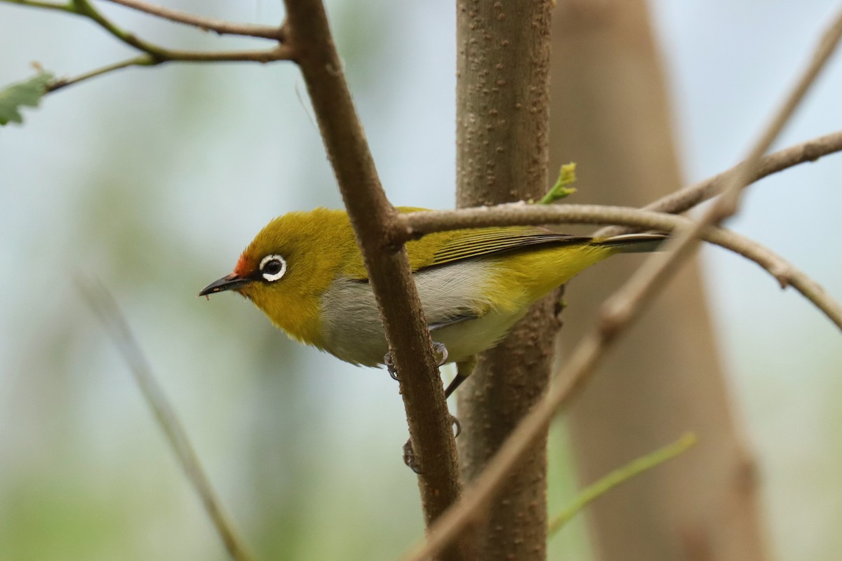 Indian White-eye - ML659881944